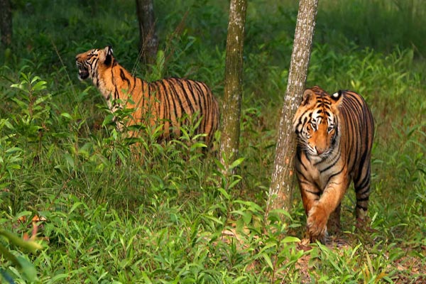 390 species threatened in Bangladesh