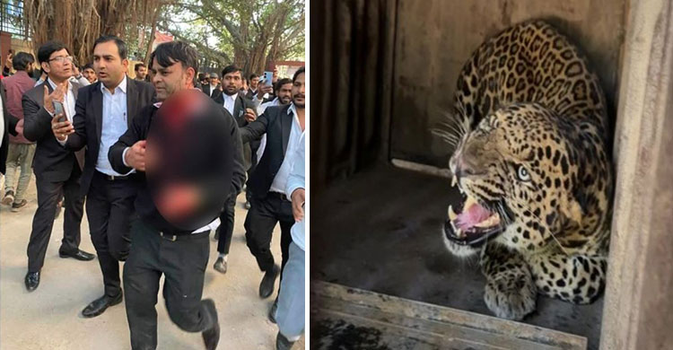 ভারতের আদালতে চিতাবাঘের হানা, আইনজীবীসহ আহত ৬