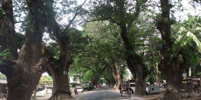 যশোর রোডের গাছ কাটা বন্ধে সরকারকে আইনি নোটিশ
