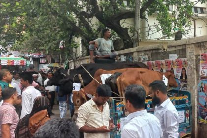 আদালত প্রাঙ্গণে নিলামে বিক্রি হলো পাঁচ চোরাই গরু