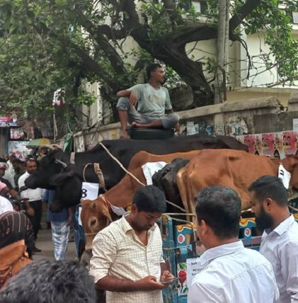 আদালত প্রাঙ্গণে নিলামে বিক্রি হলো পাঁচ চোরাই গরু