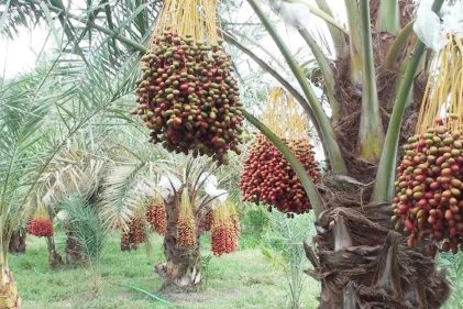 বাগেরহাটে লবনাক্ত জমিতে সৌদির খেজুরে হাসি আইনজীবী জাকিরের