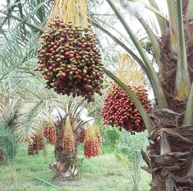বাগেরহাটে লবনাক্ত জমিতে সৌদির খেজুরে হাসি আইনজীবী জাকিরের