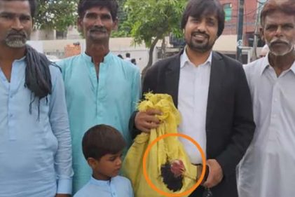 আইনজীবীকে ফি হিসেবে দেওয়া হলো পোষা মুরগি