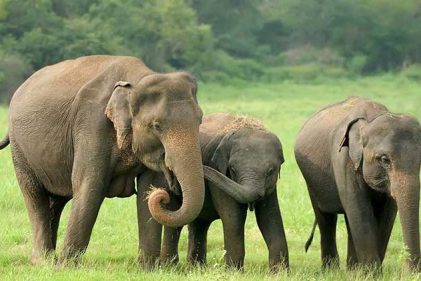 হাতির ওপর নির্যাতন বন্ধে রিট