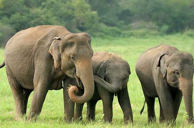 হাতির ওপর নির্যাতন বন্ধে রিট