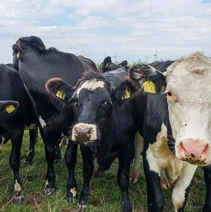 বিশ্বে প্রথমবারের মতো গবাদি পশুর ওপর কর নির্ধারণ, গরুপ্রতি গুণতে হবে সাড়ে ১১ হাজার টাকা
