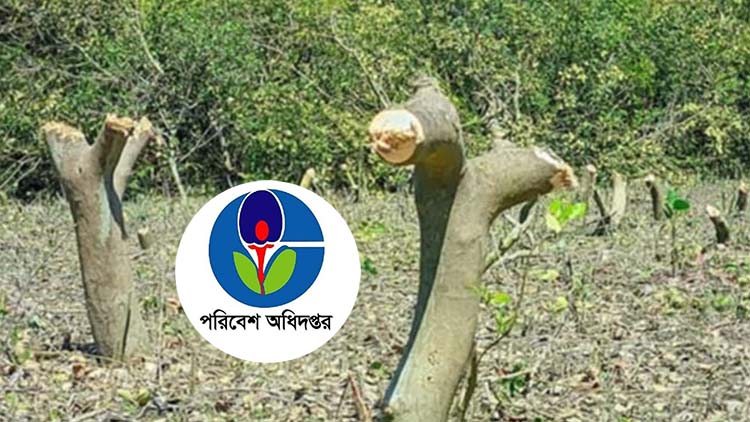 কক্সবাজারে প্যারাবন নিধন করে চিংড়ি ঘের করায় ২৬ জনের বিরুদ্ধে মামলা