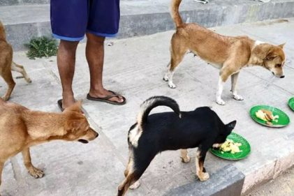 ফেনীতে ১৫টি কুকুরকে তিন মাস খাওয়ানোর শর্তে আসামির মুক্তি