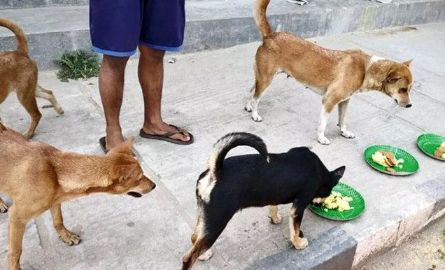 ফেনীতে ১৫টি কুকুরকে তিন মাস খাওয়ানোর শর্তে আসামির মুক্তি