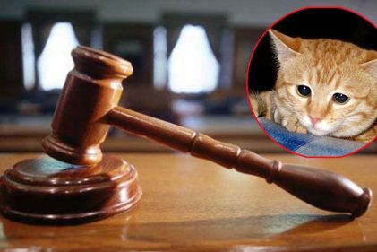 পোষা বিড়াল হত্যার অভিযোগ, প্রতিবেশীর বিরুদ্ধে আদালতে মামলা