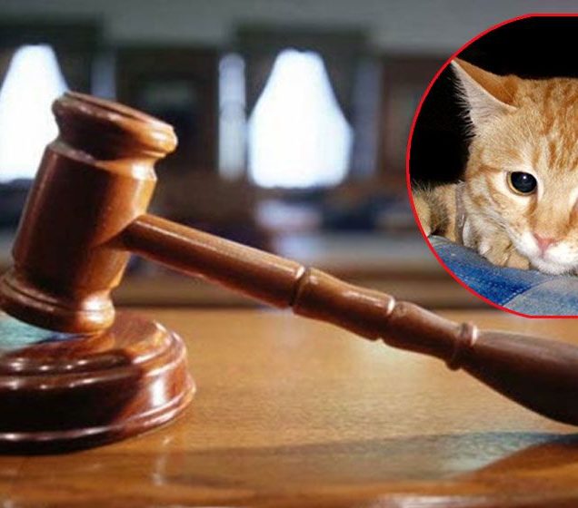পোষা বিড়াল হত্যার অভিযোগ, প্রতিবেশীর বিরুদ্ধে আদালতে মামলা